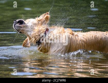 Adorabile cane che gioca in acqua e godersi il caldo tempo. Un sacco di acqua che spruzzi intorno come questo cane grande sta scuotendo via l'acqua Foto Stock