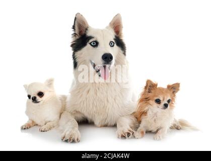 Yakutian Laika e chihuahua di fronte a sfondo bianco Foto Stock