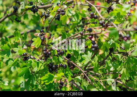 Ramo del ribes nero illuminato dal sole. Bacche succose viola nel frutteto Foto Stock