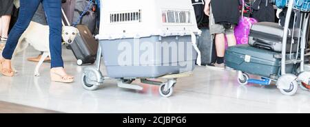 Primo piano cane in gabbia su trolley in attesa di registrazione in aeroporto. Aereo per il trasporto di animali. Panorama Foto Stock