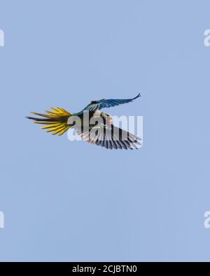 Un attraente parakeet alato blu (Psittacula columboides), con la sua coda e le ali spalancate durante il sollevamento. Foto Stock