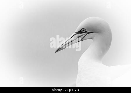 Un semplice ritratto in bianco e nero di una gannetta (Morus faganus) seduto sulla cima della scogliera dello Yorkshire Foto Stock