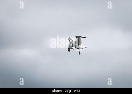 Il gabbiano dell'aringa (Larus argentatus) Porta via il pulcino kittiwake dalle scogliere dello Yorkshire a. dai da mangiare ai suoi giovani al nido Foto Stock