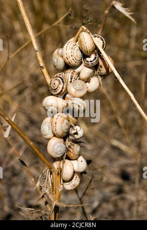 Sandhill lumache in Spagna Foto Stock