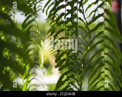 Tiger Fern, LOMARIOPSIDACEAE, Nefrolepis sp. Cultivar piantato in piante ornamentali da giardino, appeso in vaso piante. Nefrolepis exaltata (L.) Schott Foto Stock