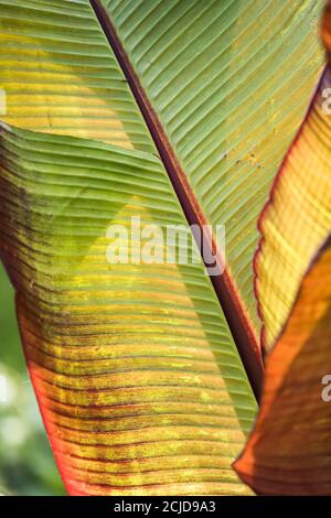 La parte inferiore di una foglia di un piano Musa Basjoo retroilluminato dalla luce del sole del mattino presto. Banana pianta. Foto Stock