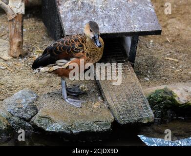 Anatra fischiante vagabondante - Dendrocygna arcuata con un piumaggio marrone. Foto Stock