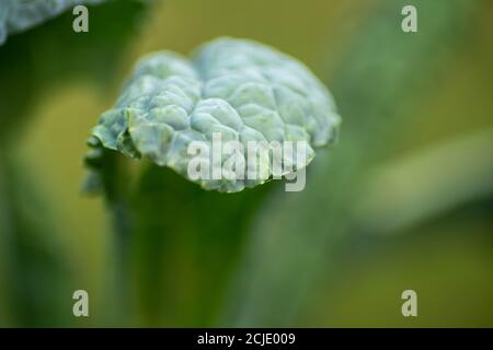 Bella immagine astratta di una foglia di kale testurizzata. Macro, verde natura sfondo girato in naturale ora d'oro luce del sole con sfocato bokeh sfondo Foto Stock