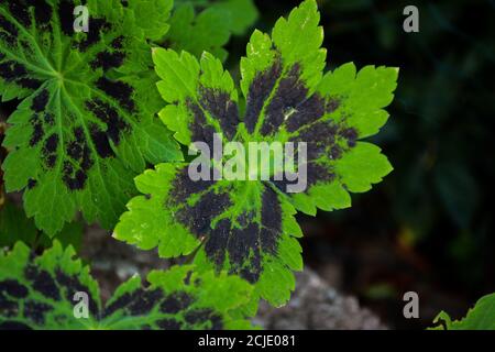 Il Samobor Cranesbill marrone ha foglie verdi nere. Foto Stock
