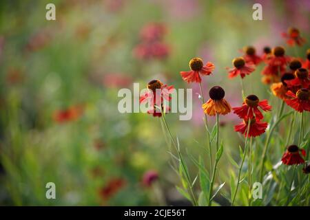 Fiori ibridi di elio rosso su sfondo verde sfocato naturale Foto Stock