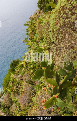 Bella vista ravvicinata di una ripida scogliera nel villaggio di Corniglia, dove si sviluppano cespugli di piante di Euforbia e cactus di pera di ceci (Opuntia), con la... Foto Stock