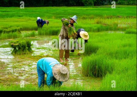 Trapianto di riso a Nakhon Nayok, Thailandia Foto Stock