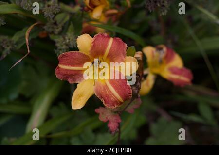 Bel giglio arancione scuro e giallo con fogliame verde morbido Foto Stock