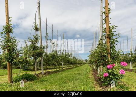 Frutteto di mele con mele giovani in primavera, Kressbronn, Lago di Costanza, Baden-Wuerttemberg, Germania Foto Stock