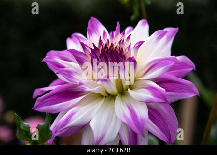 Fiori graziosi Dahlia Ferncliff Illusion - fiori bianchi con punte di petalo delicatamente rosa, fioritura nel giardino Foto Stock