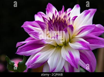 Fiori graziosi Dahlia Ferncliff Illusion - fiori bianchi con punte di petalo delicatamente rosa, fioritura nel giardino