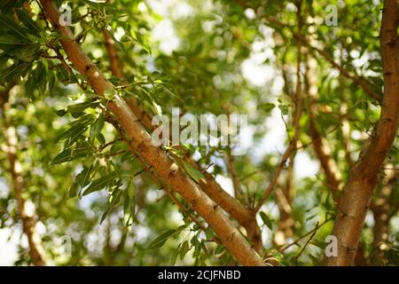 rami di mandorle con foglie verdi in primo piano parco estivo. Foto Stock