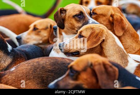 Belvoir, Grantham, Lincolnshire, UK - i Foxhounds della caccia del Belvoir Foto Stock