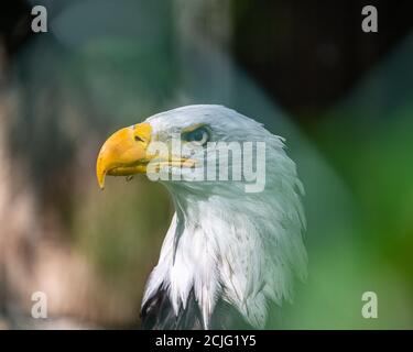 Ritratto di una bella aquila calva Foto Stock