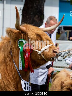 Highland Cow e vitello allo spettacolo Foto Stock