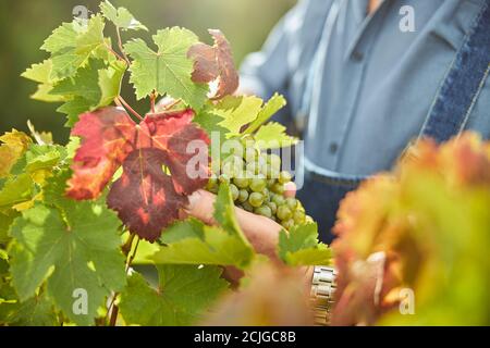 Grappolo d'uva su una vite tenuta da una vendemmiatrice Foto Stock