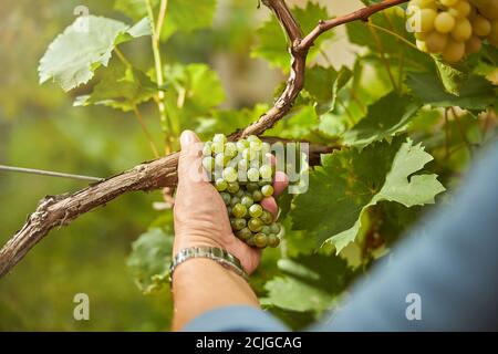 Vendemmiatrice che contiene un grappolo di uve bianche Foto Stock