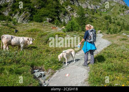 Escursionista al parco nazionale Hohe Tauern con cane sopra guinzaglio per evitare il conflitto con le mucche fuori sul prati Foto Stock