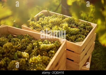 Uve bianche mature raccolte di fresco in scatole di legno Foto Stock