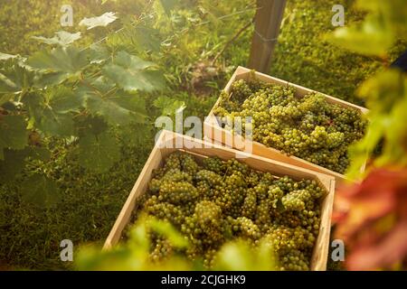 Contenitori in legno pieni di uve bianche in un vigneto verde Foto Stock