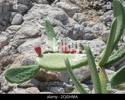 Pera di prugne, frutto dolce che cresce su un cactus pieno di spine e la pelle del frutto anche piena di spine e punte. Questo frutto cresce in tropicale Foto Stock