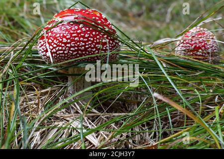 Sgabello rosso che cresce in erba - Amanita muscaria, fungo velenoso; Foto Stock