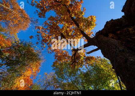 Le maggiori montagne hinggan nella provincia di heilongjiang, il paesaggio autunnale guardare in su Foto Stock