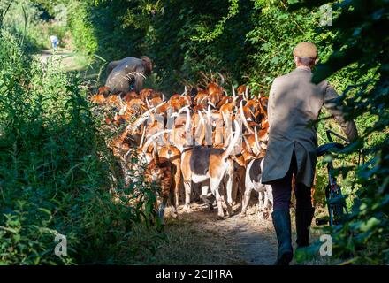 Vale of Belvoir - la caccia al Belvoir Foxhounds presto esercizio di hound di mattina Foto Stock