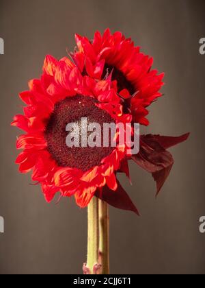 Due steli di girasole rosso su sfondo grigio (scatto in studio) Foto Stock