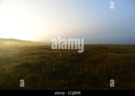 Scintillare la palude all'alba nella rugiada mattutina Foto Stock