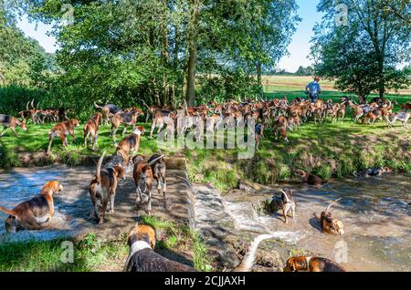 Belvoir, Grantham, Lincolnshire, UK - i Foxhounds della caccia del Belvoir sull'esercitazione del hound della mattina presto guidata dal cacciatore John Holliday Foto Stock