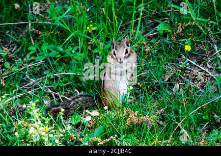 Chipmunk seduto e guardarti con grandi guance chubby (molto adorabile) Foto Stock