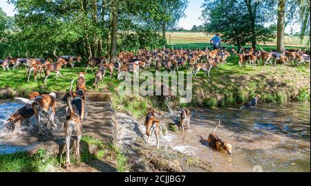 Belvoir, Grantham, Lincolnshire, UK - i Foxhounds della caccia del Belvoir sull'esercitazione del hound della mattina presto guidata dal cacciatore John Holliday Foto Stock