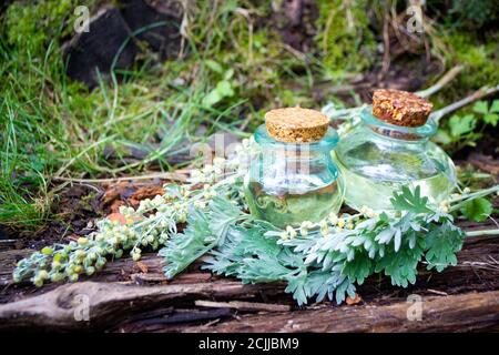 mazzo di erba di wormwood, vasi di olio, su una vecchia superficie in legno nel giardino, stile rustico Foto Stock