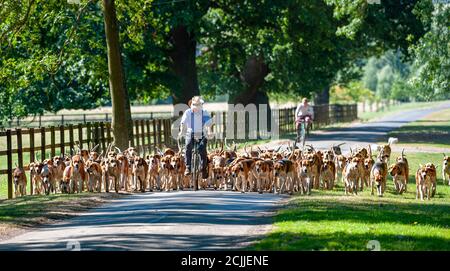 Belvoir, Grantham, Lincolnshire, Regno Unito - i Foxhounds della caccia del Belvoir sull'esercitazione del hound della mattina presto guidata dal cacciatore sulla sua bicicletta Foto Stock