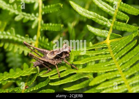 Holidoptera griseoaptera (Dark Bush Cricket) una specie di insetto marrone comune trovato nei campi prati e giardini stock foto Foto Stock