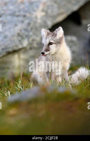 Cute wild Arctic Fox cub (Vulpes lagopus) in Dovre montagne, Norvegia Foto Stock