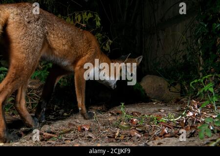 Giovane volpe maschio incontrando un'altra volpe di notte Foto Stock