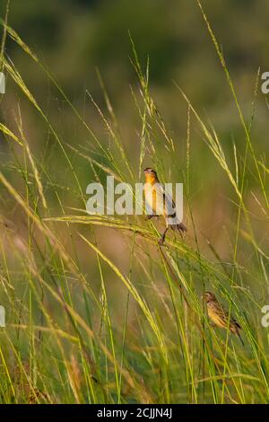 Nonbreeding plummage Bobolink uccelli arroccati su erbe paludose Foto Stock