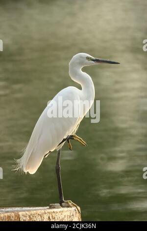 Garzetto bianco in attesa di catturare il pesce nello stagno. Con bokeh ciambella sullo sfondo. Foto Stock