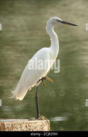 Garzetto bianco in attesa di catturare il pesce nello stagno. Con bokeh ciambella sullo sfondo. Foto Stock