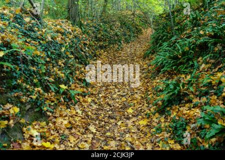 Sentiero a piedi vicino a Castle Combe Wiltshire in autunno, Regno Unito Foto Stock