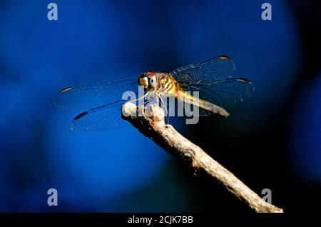 Libellula gialla che poggia su un ramo di albero su sfondo scuro (vista macro, isolato su sfondo blu scuro) Foto Stock