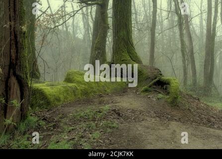 Green Forest radice di albero e muschio coperto pietre nella nebbia. Atmosfera sotto legno: Foto Stock