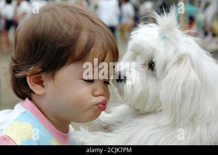 Bella bambina asiatica baciare un cane maltese. Foto Stock